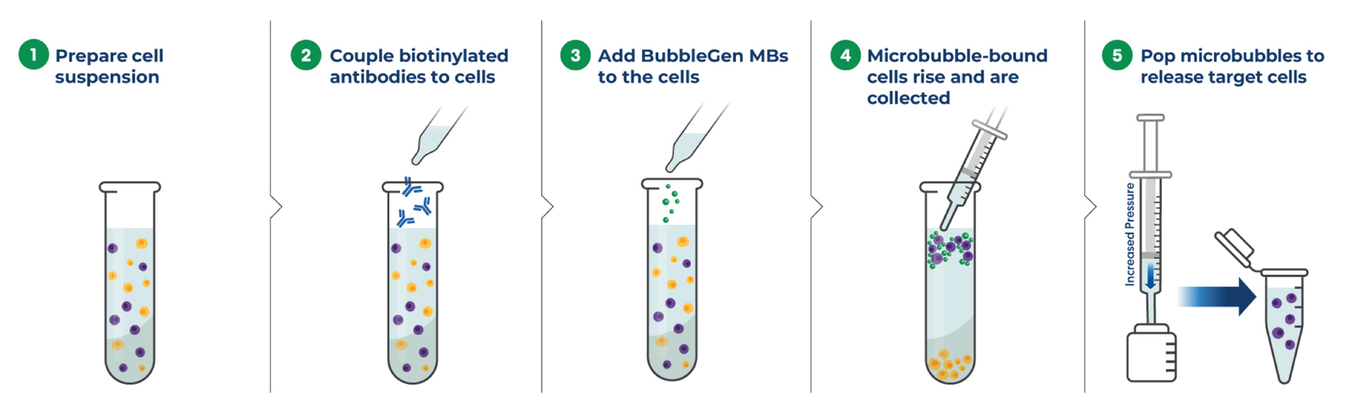 The cell selection and activation process with Bracco’s microbubbles