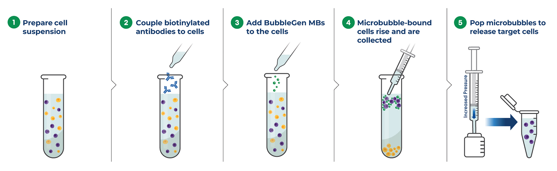 Cell selection and activation process with Bracco’s microbubbles