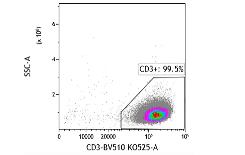 After Separation - Positive Fraction 99.5% CD3+ cells