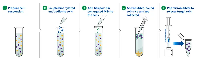 The cell selection and activation process with Bracco’s microbubbles