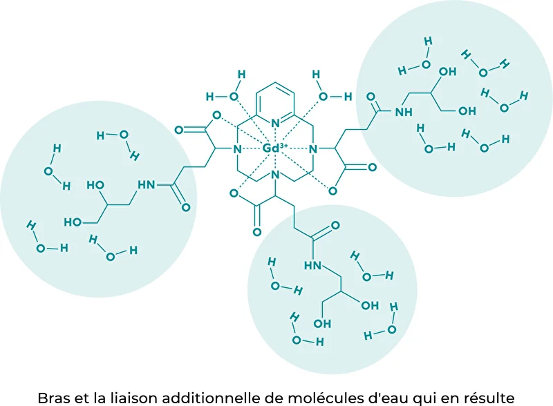 Bras et la liaison additionnelle de molécules d'eau qui en résulte